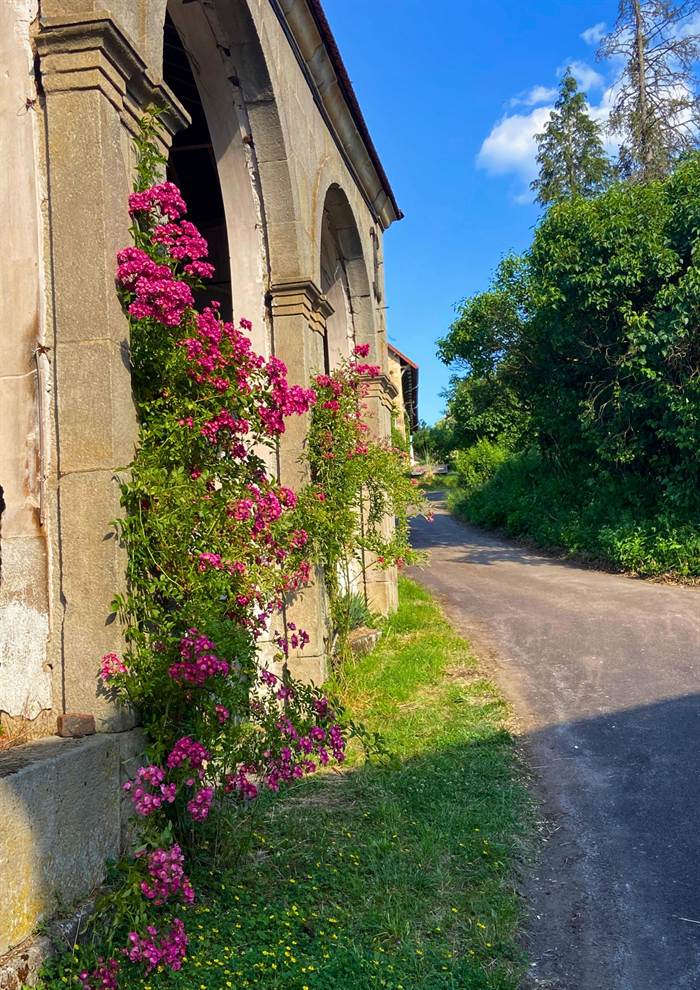 Climbing roses on the Domaine's stone archway